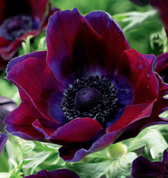 Anemone Bordeaux Flower Bulbs for Fall Planting &ndash; West Coast Seeds