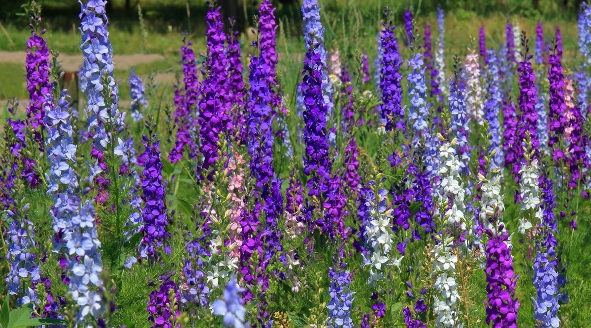 14 Tips For Growing Beautiful Delphiniums This Season