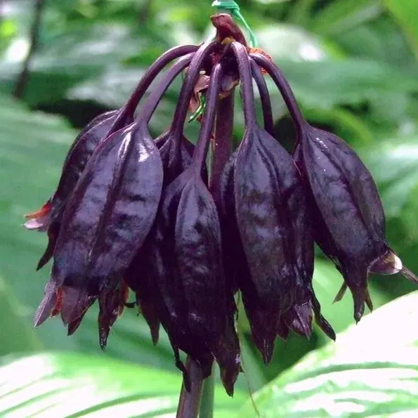🎇🥳Hot Sale🦇Rare Bat Flower Seeds