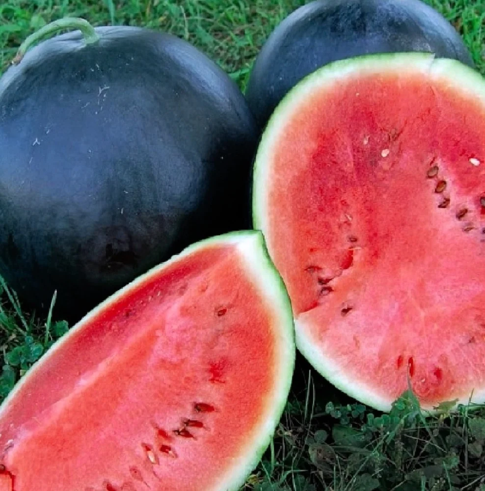 Black Diamond Watermelon Seeds