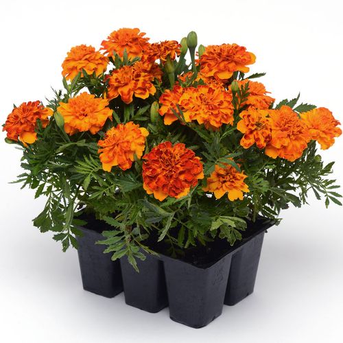 Bonanza™ Bolero Marigold Seeds