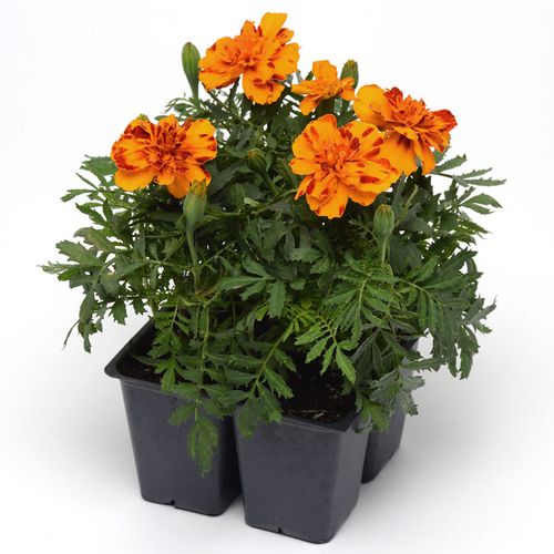 Bonanza™ Bolero Marigold Seeds