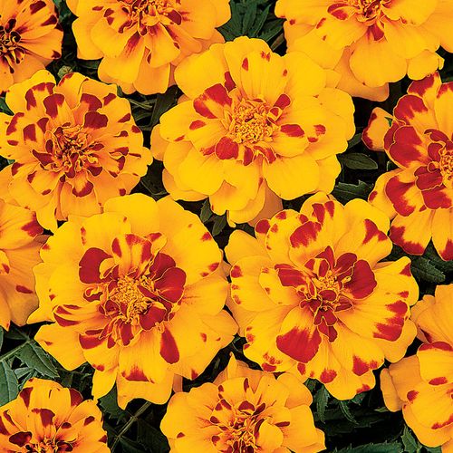 Bonanza™ Bolero Marigold Seeds