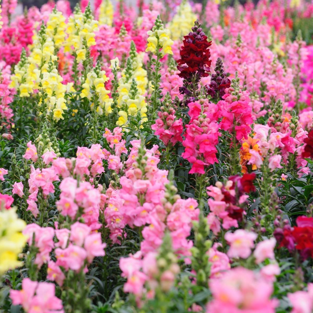 🌈🥰Rainbow Mix Snapdragon Seeds