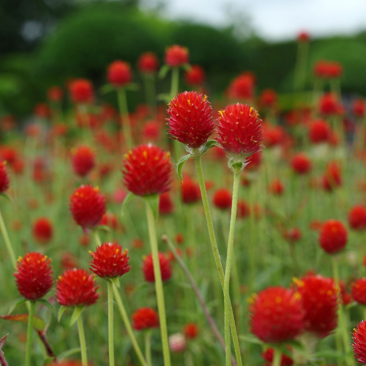 🌞Spring Limited🧡🧡Orange Flower Seed Mix
