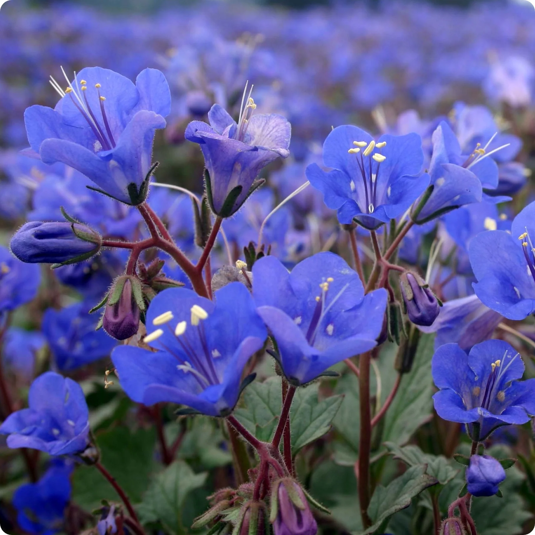 🔥2024 NEW💙💙Exclusive Blue Wildflower Seed Mix