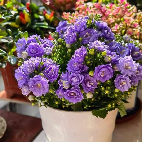 丹麥風鈴草/ 重瓣夢露( Campanula x haylodgensis ' Blue Wonder ' ) &ndash; 森流- 奇異植物、爬蟲、水族|  GreenFlow Exotic Pets & Plants