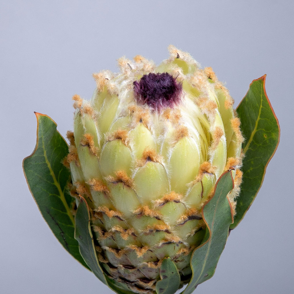 CapeFlora -- Ice Queen