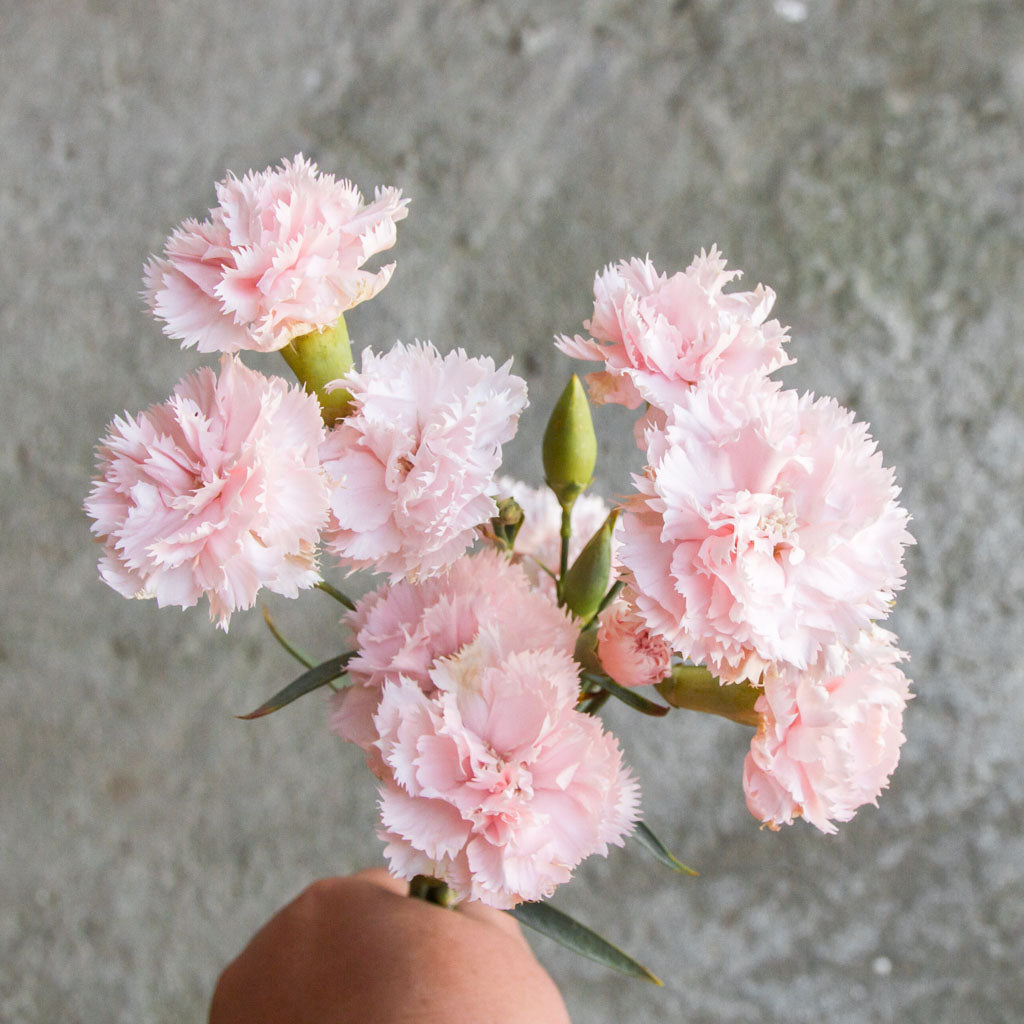 Carnation Seeds - La France
