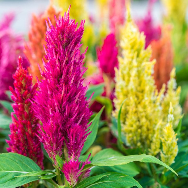 Celosia Pampas Plume Tall Mixed | X 100 Seeds &ndash; Veggie & Flower Garden Seeds