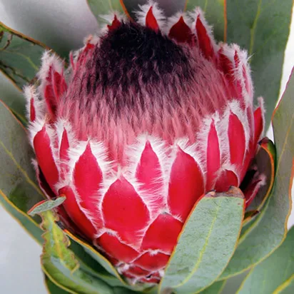 PROTEA 