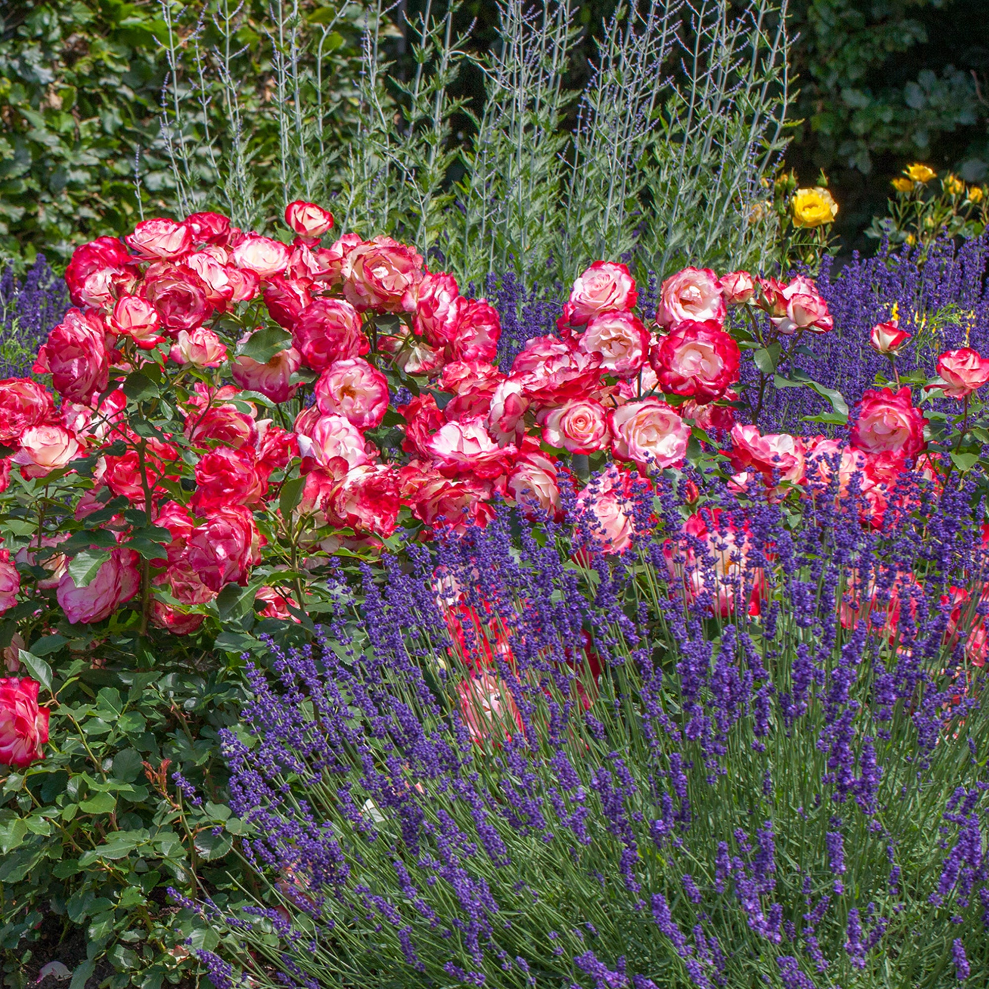 Cherry Parfait Rose Plant Potted | Fragrant Red White Flowers