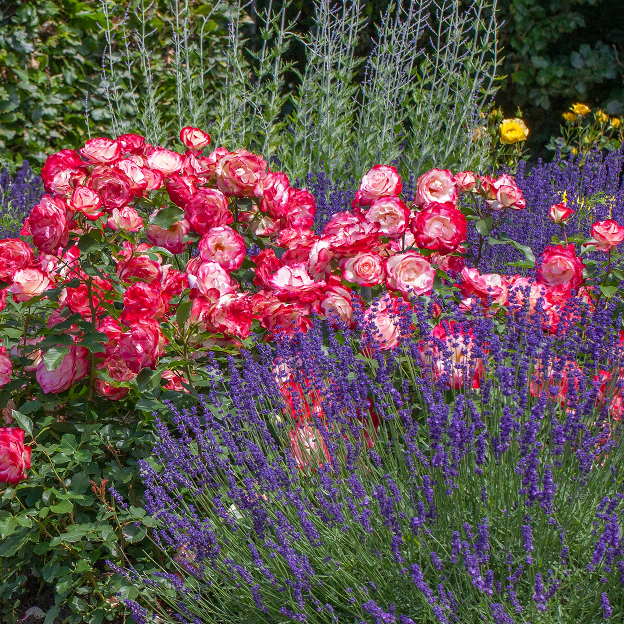 🔥54% OFF🍒🌹Cherry Parfait Rose Seeds