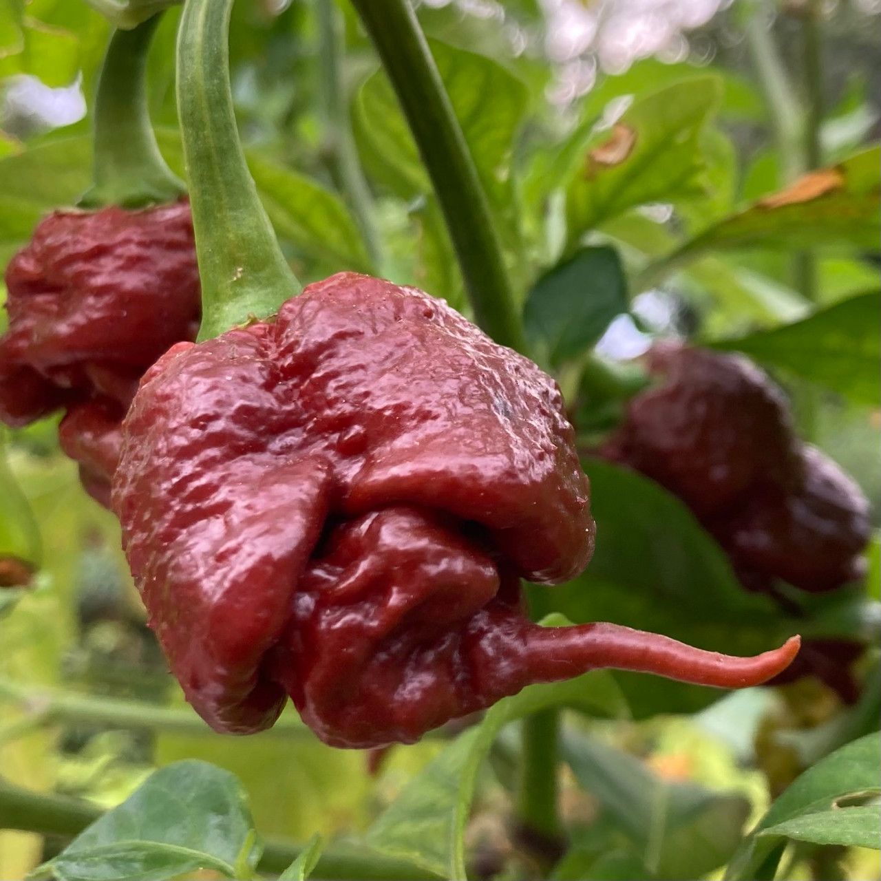 🔥Hot Winter Sale🔥Carolina Reaper Chocolate Chilli Seeds🌶️