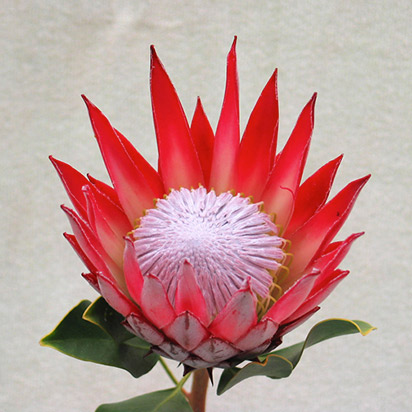 Clare flower
