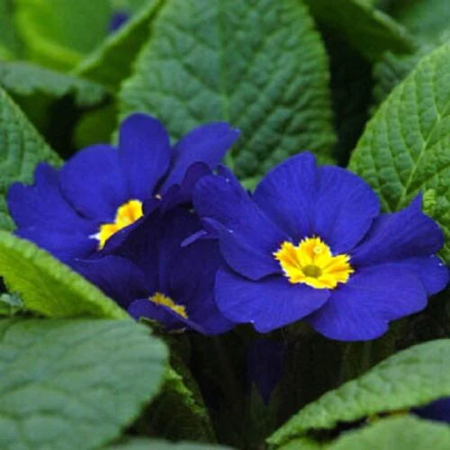 ✨Spring Hot Sale💙💙Blue English Primrose Seeds