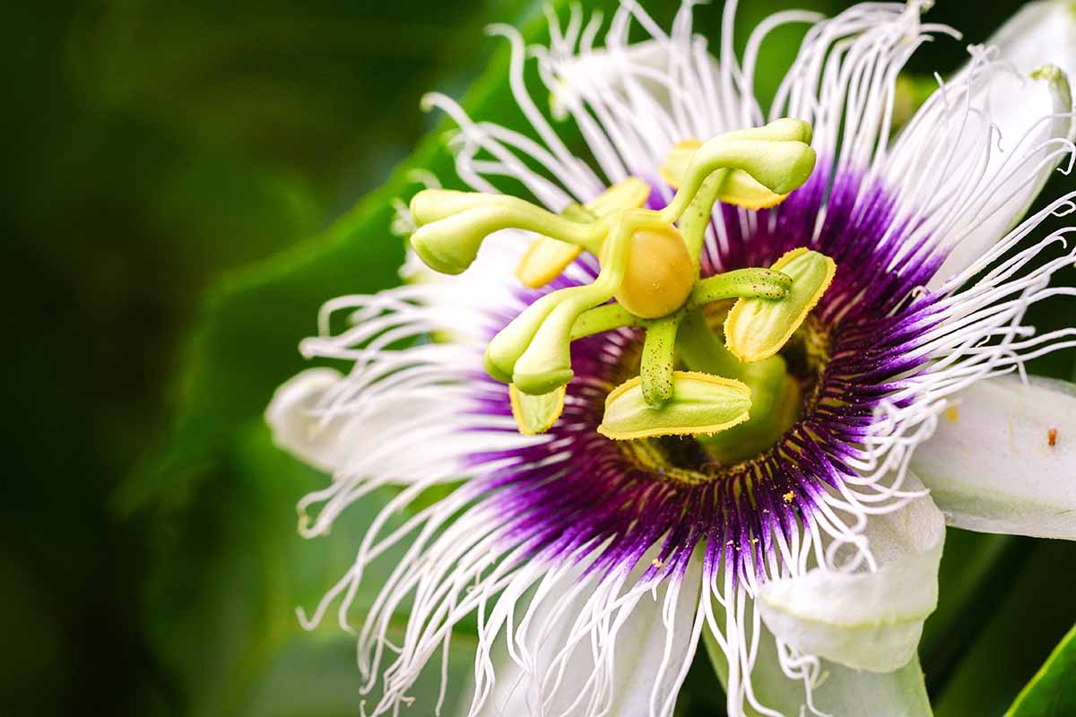 7 Common Reasons Why Passionflower Fails to Bloom