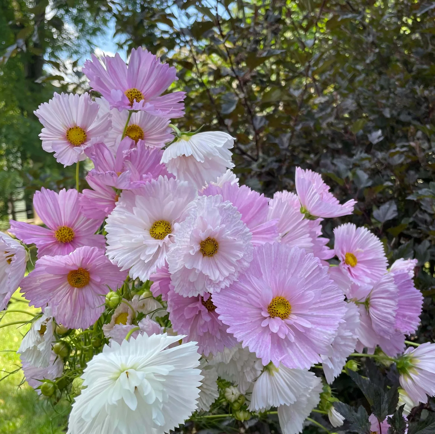 🔥Spring Hot Selling🩷🤍Cosmos Cupcake Mix Flower Seeds