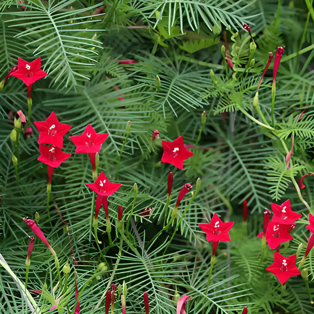 🤩🌟Cypress Vine Mix Morning Glory Seeds