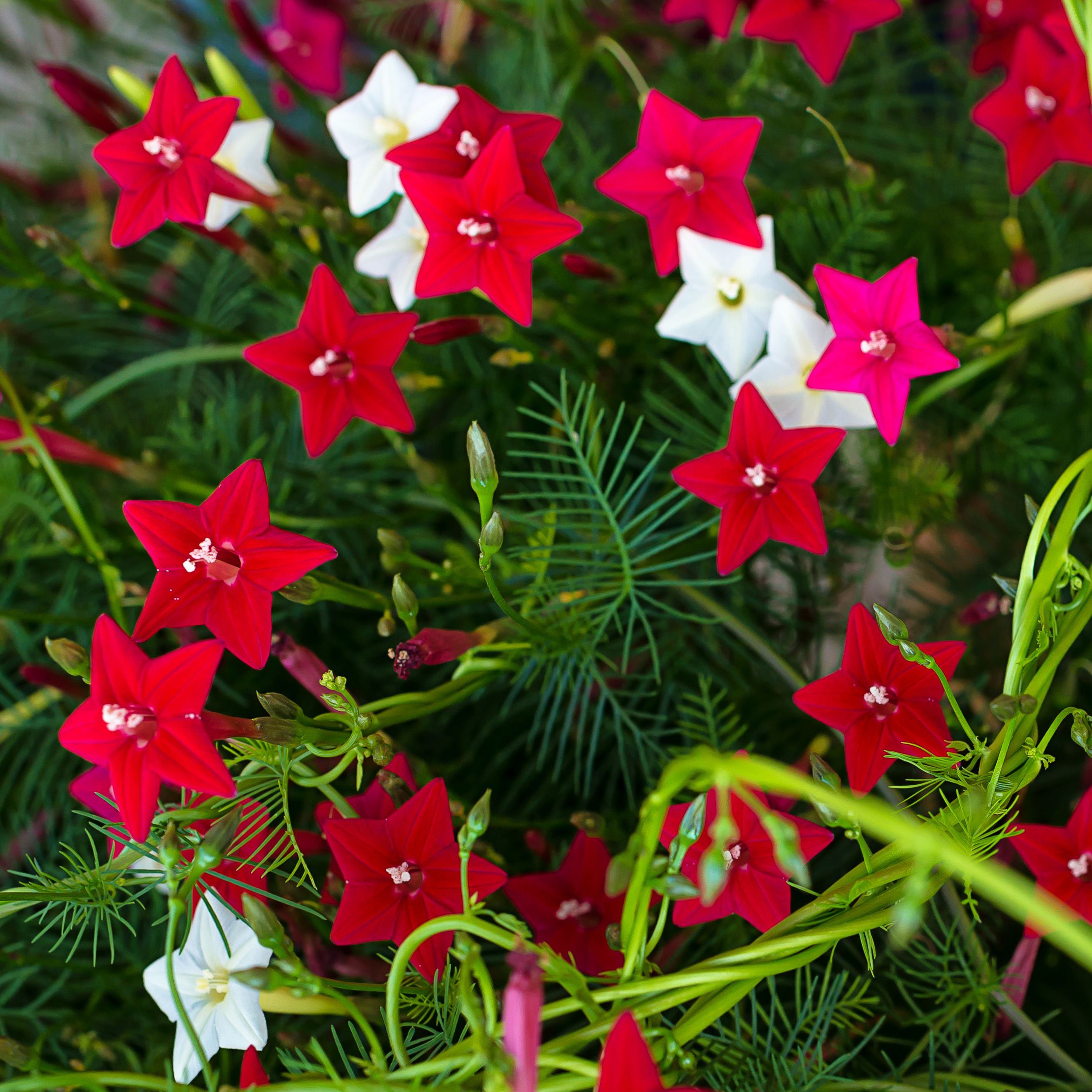 Cypress Vine Mix Pack Of 20 Seeds Desi -