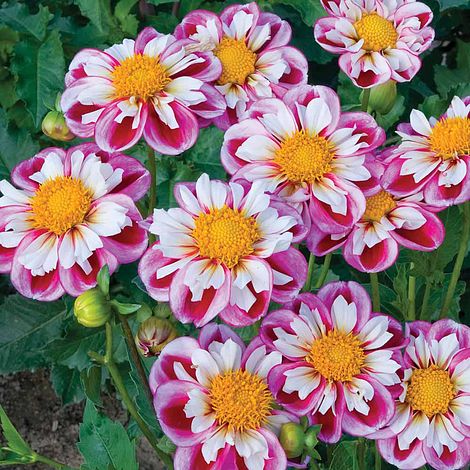 🤩Spring Special💐✨Dahlia ‘Bumble Rumble’ Seeds
