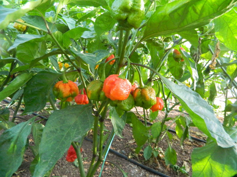 Carolina Reaper Chocolate Chilli Seeds