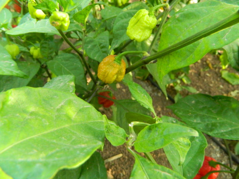 Carolina Reaper Chocolate Chilli Seeds