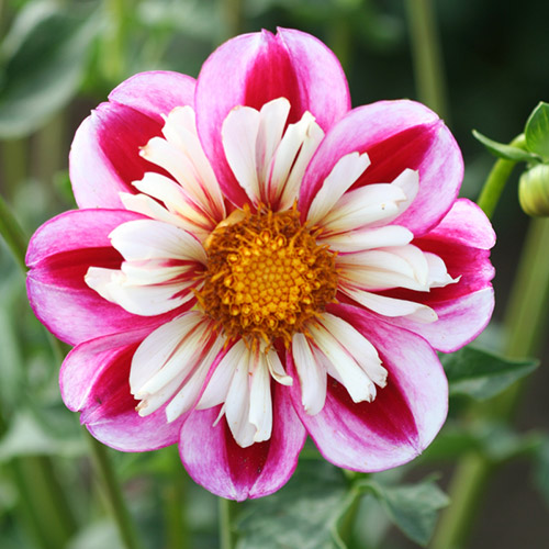 Anemone & Collarette blooming dahlia tubers to buy today from Riverside Bulbs