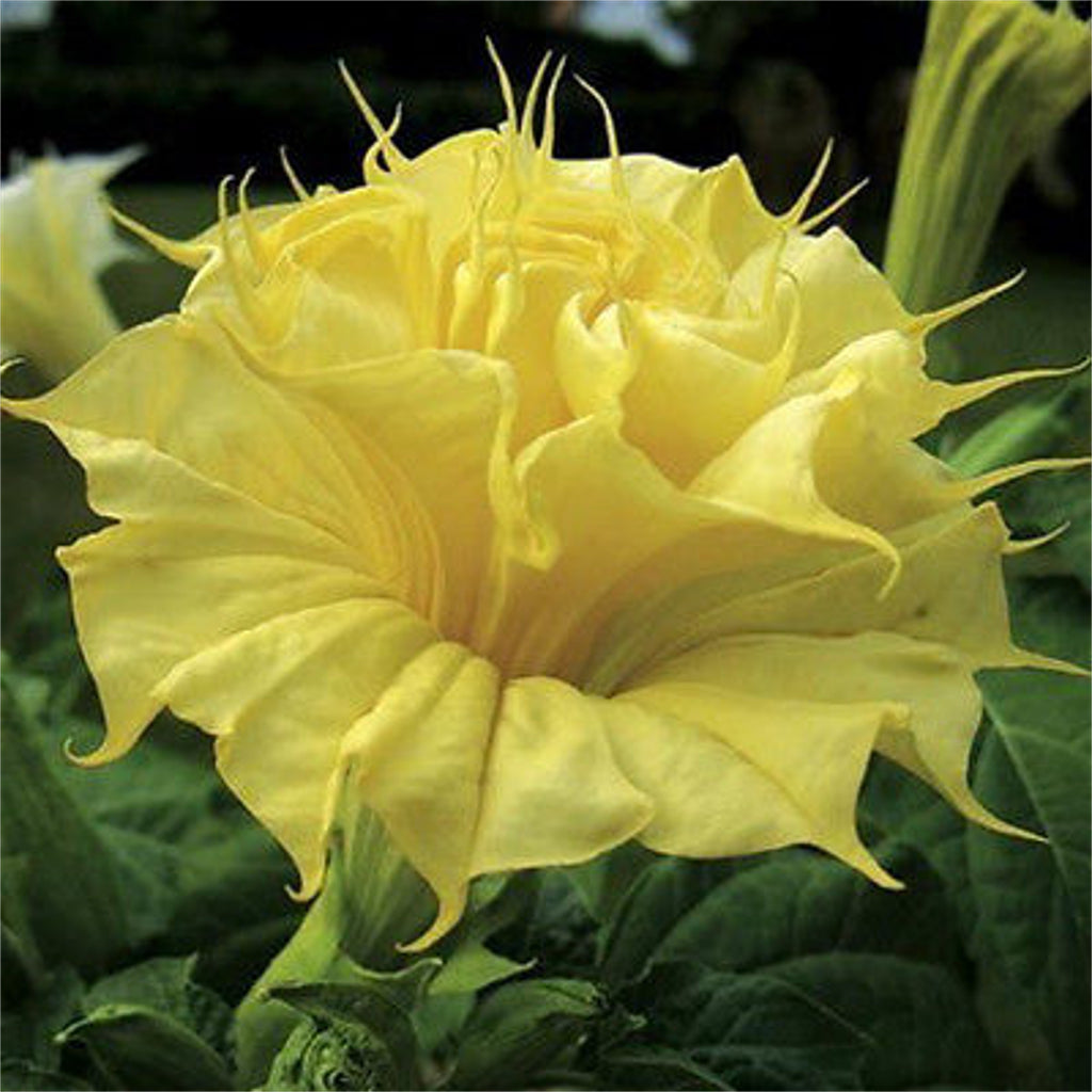 Datura metel 'Golden Queen' Seeds