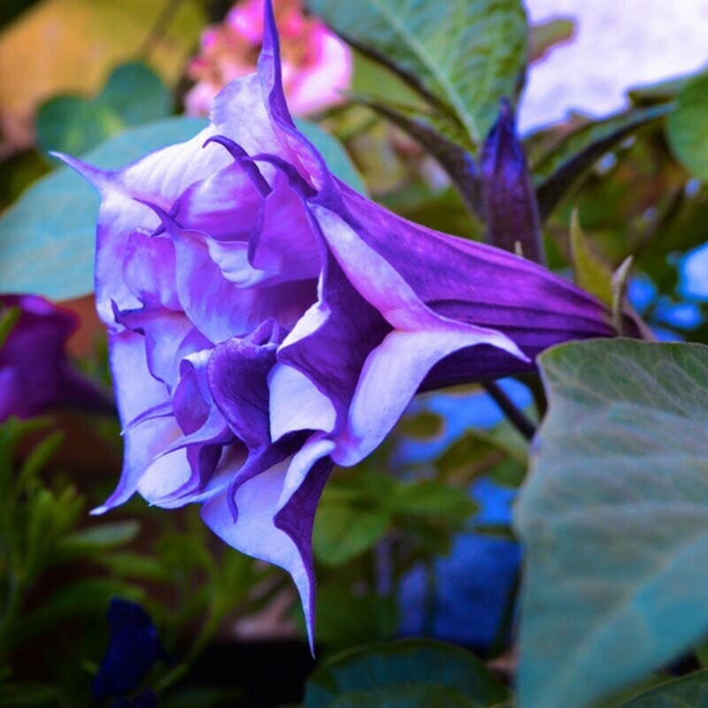 Datura Erygium Double Blue Seeds