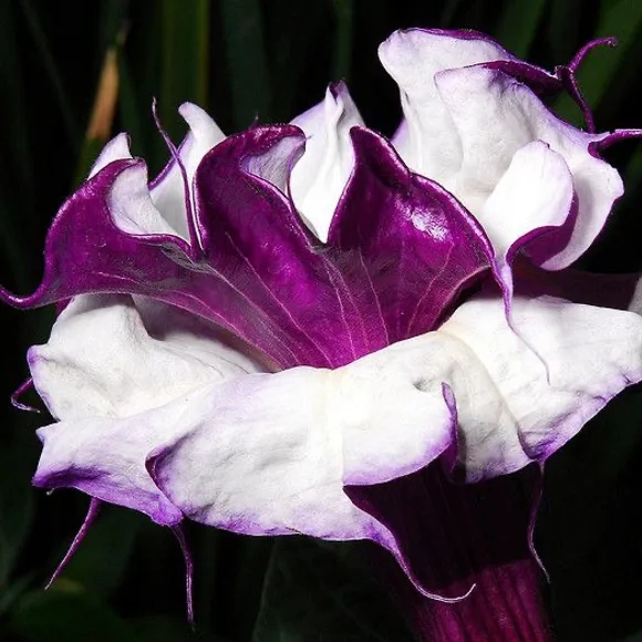 Datura metel Fastuosa Seeds