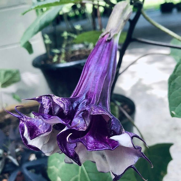 Datura metel Fastuosa Seeds
