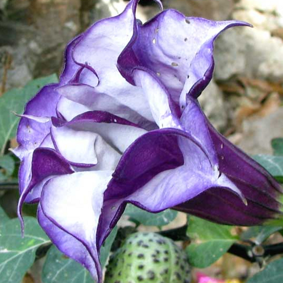 Datura metel Fastuosa Seeds