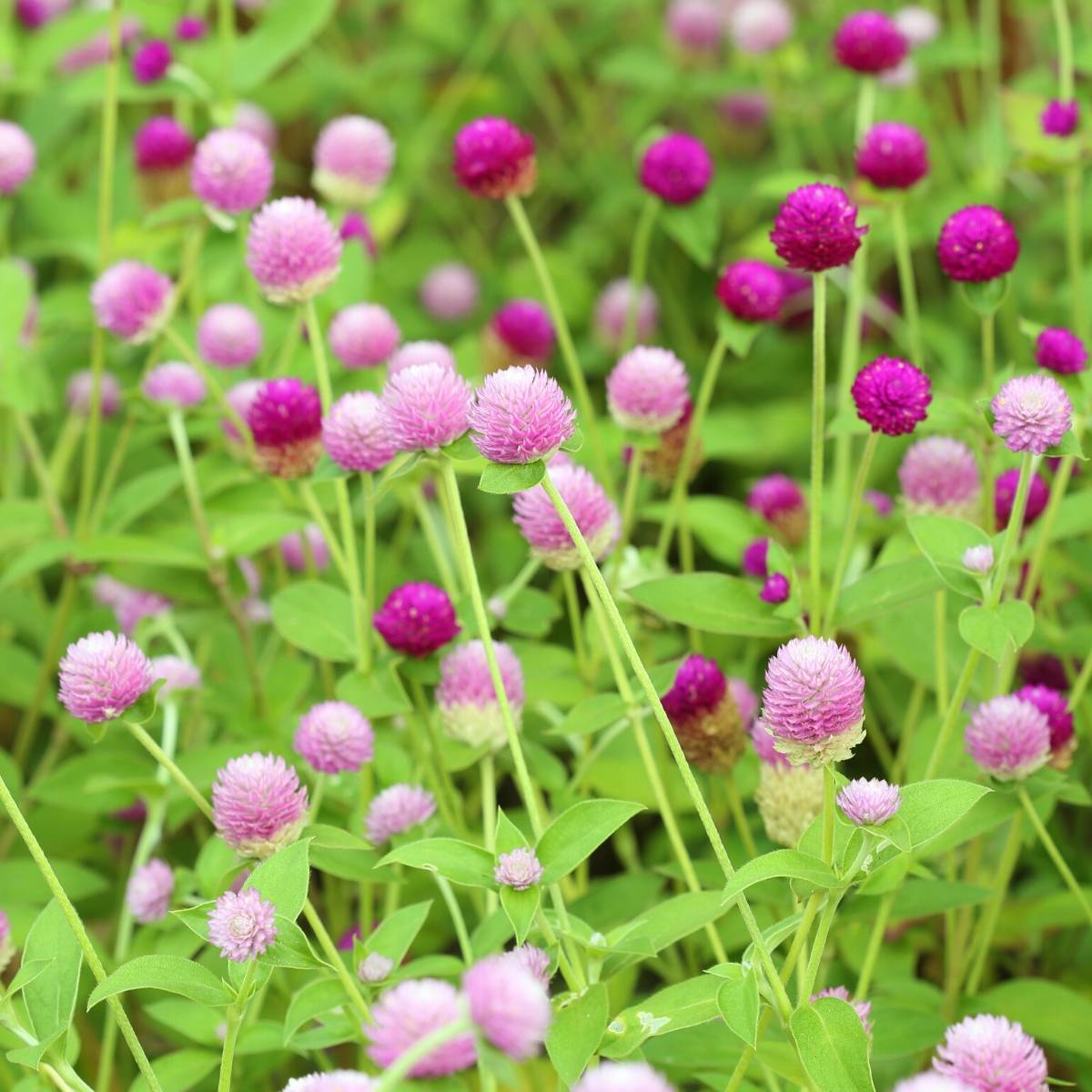 Globe Amaranth- Tall Mix seeds | The Seed Collection