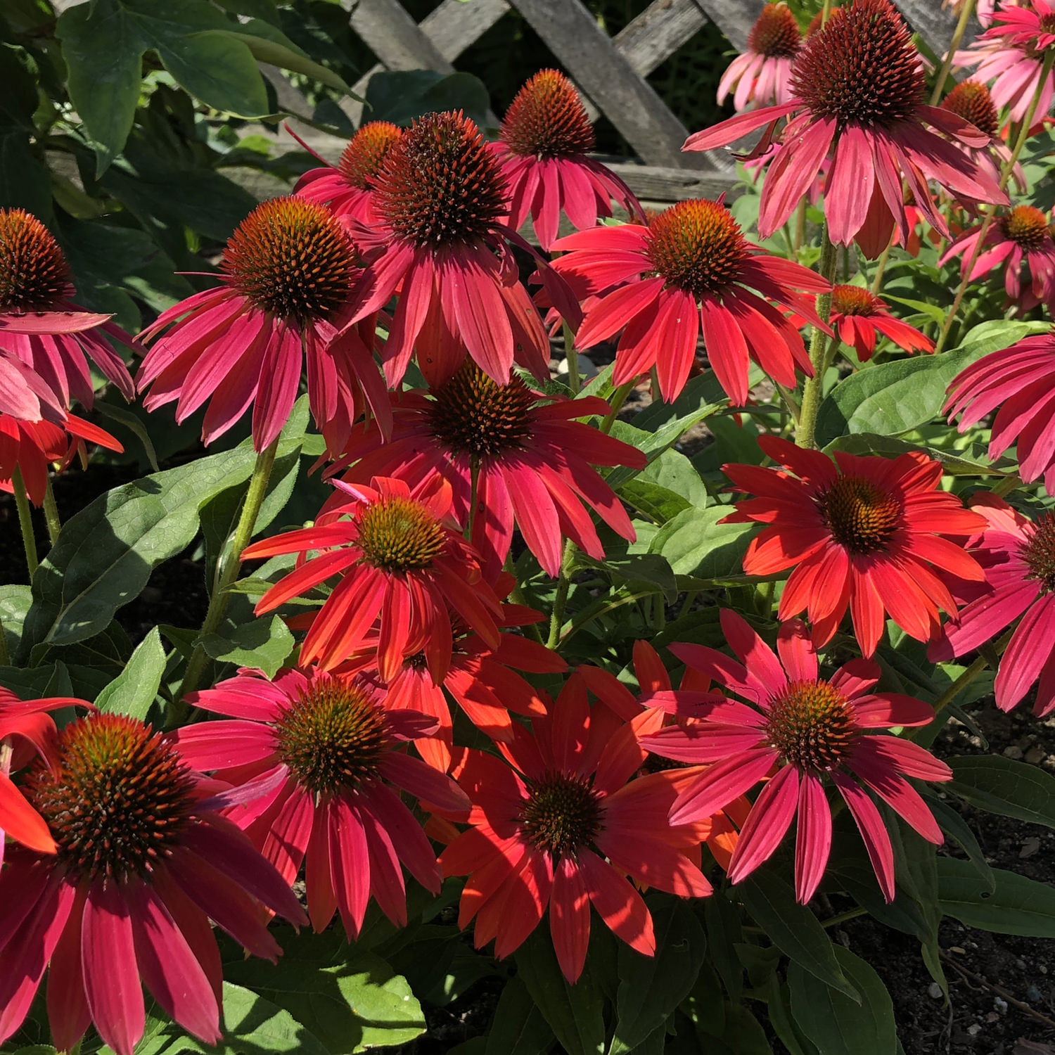 Lakota Red Coneflower