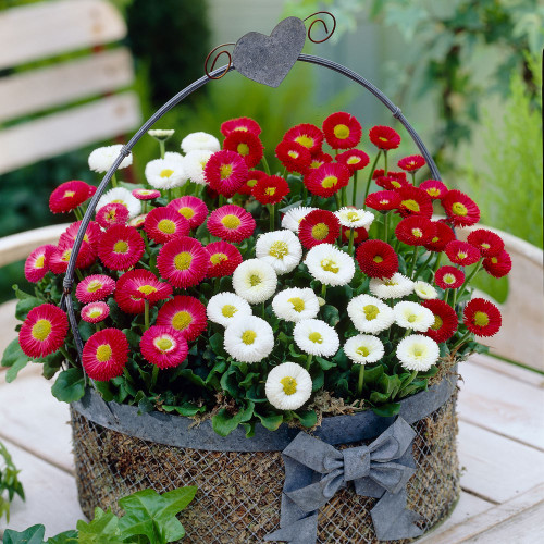 200 pcs Bellis Perensis, Daisy Red - Flower Seeds