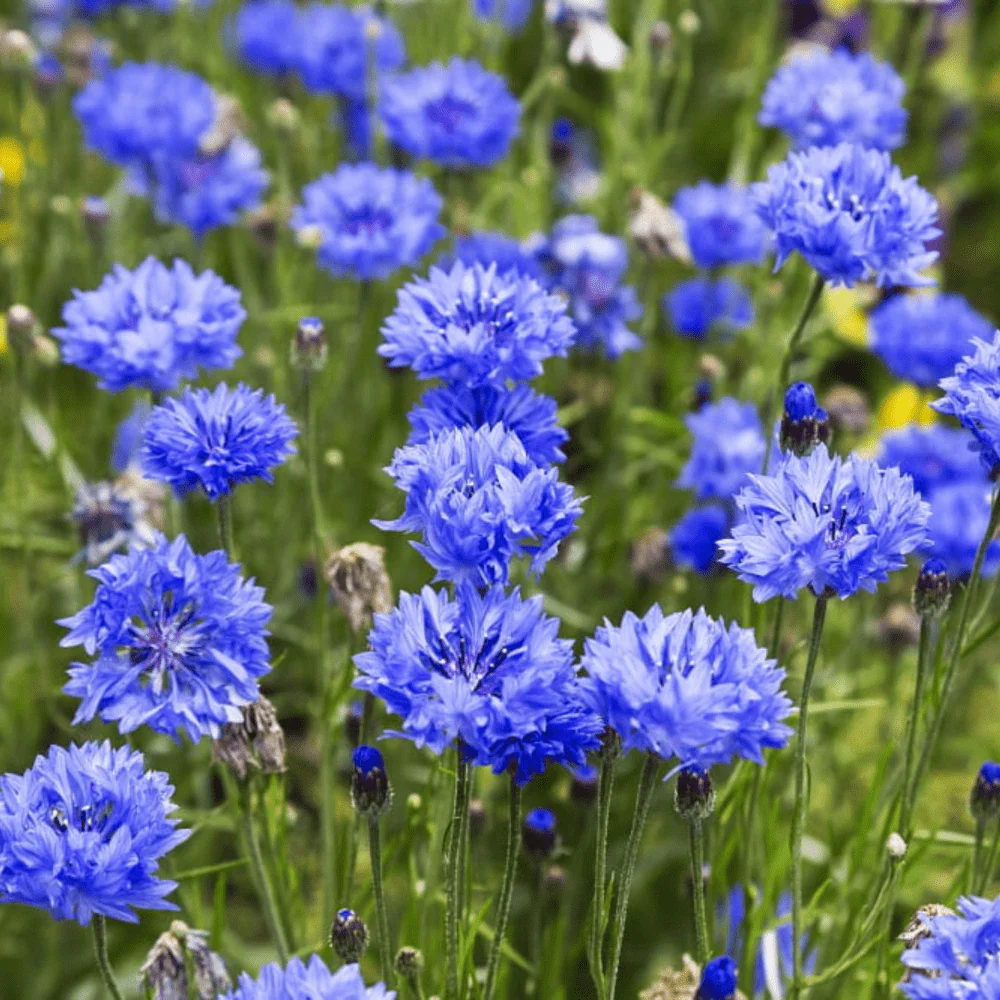 🔥2024 NEW💙💙Exclusive Blue Wildflower Seed Mix