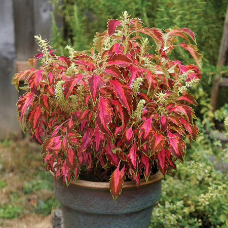 🥰Hot Selling✨Leaf Plant Coleus Seeds