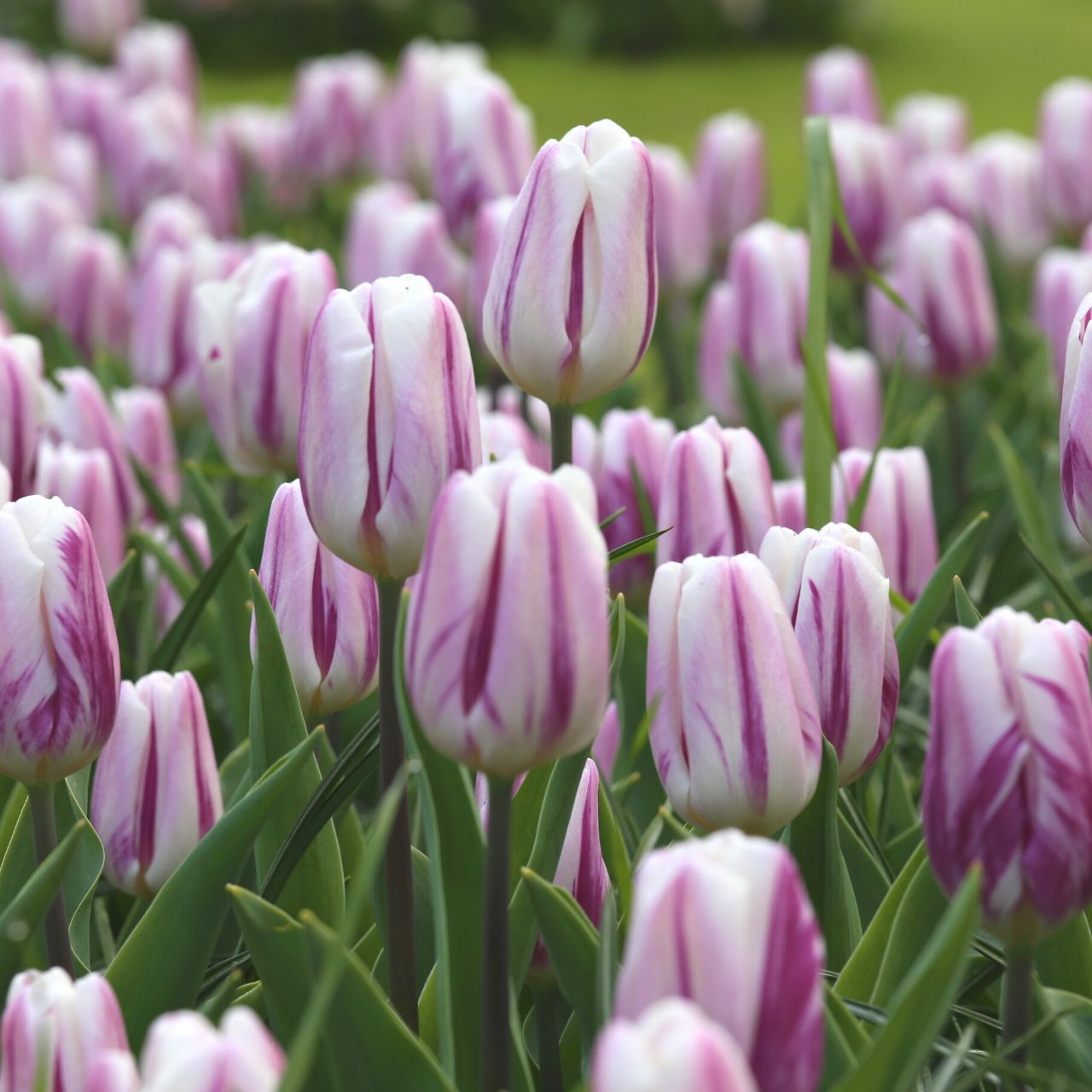 Flaming Flag Triumph Tulip Seeds