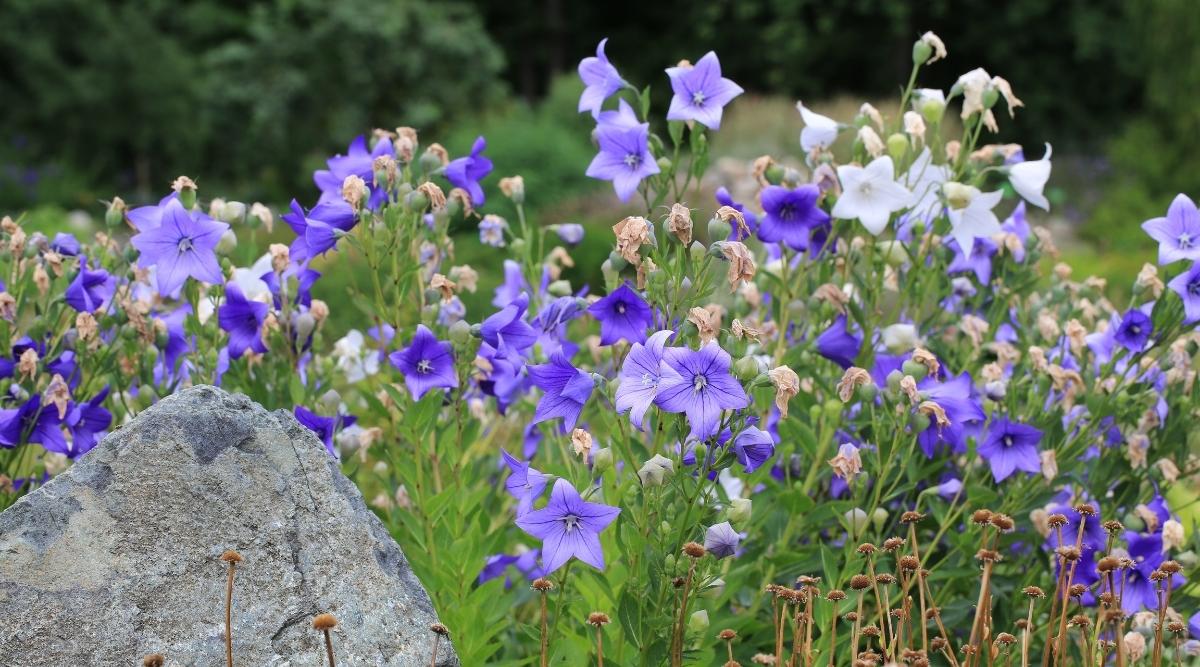 How to Plant, Grow, and Care For Balloon Flowers