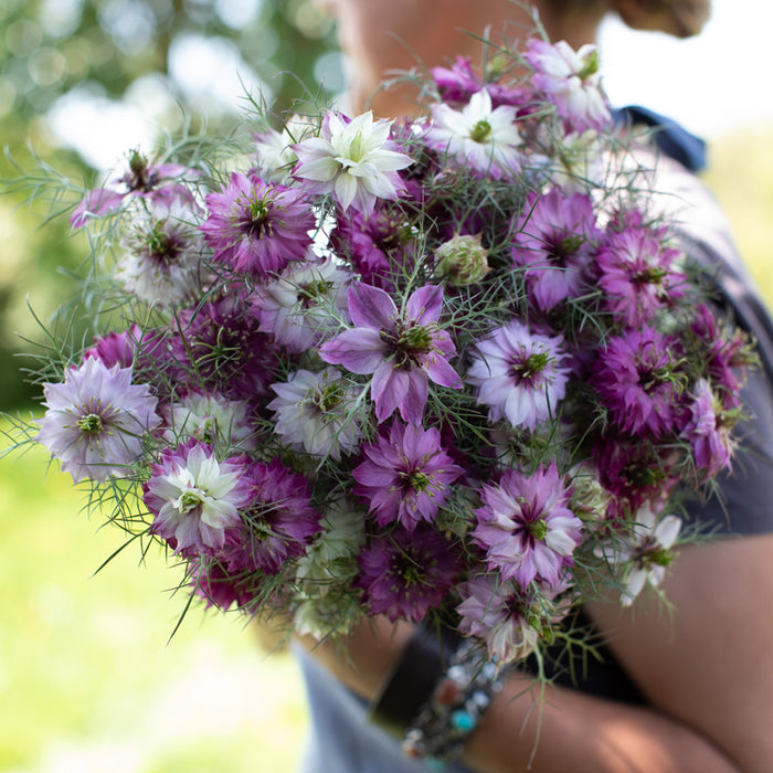 Love-in-a-Mist Miss Jekyll Rose – Floret Flower Farm
