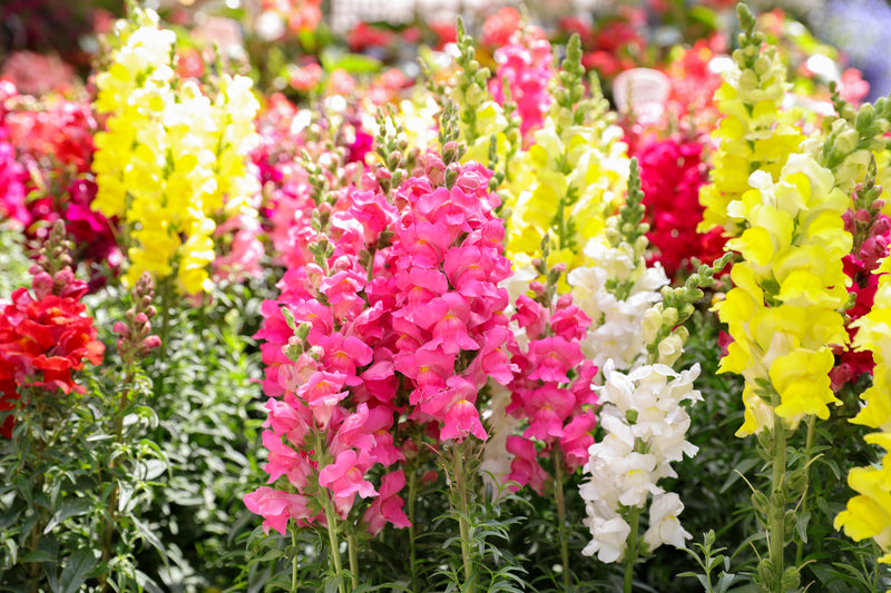Snapdragon Maximum Mix – Hometown Seeds