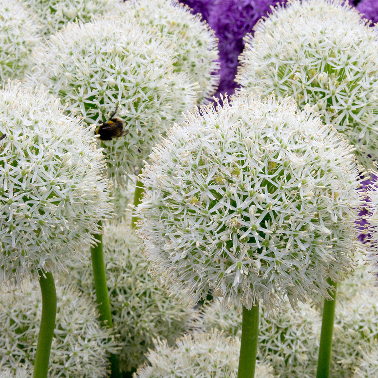 Giant Allium Giganteum Seeds