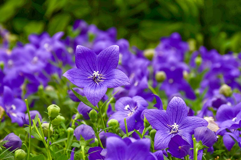 How to Grow and Care for Balloon Flowers | Gardener's Path
