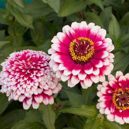 Hidden Dragon Zinnia Seeds