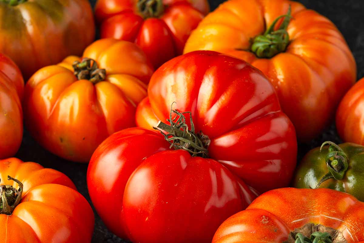How to Plant and Grow Beefsteak Tomatoes | Gardener's Path