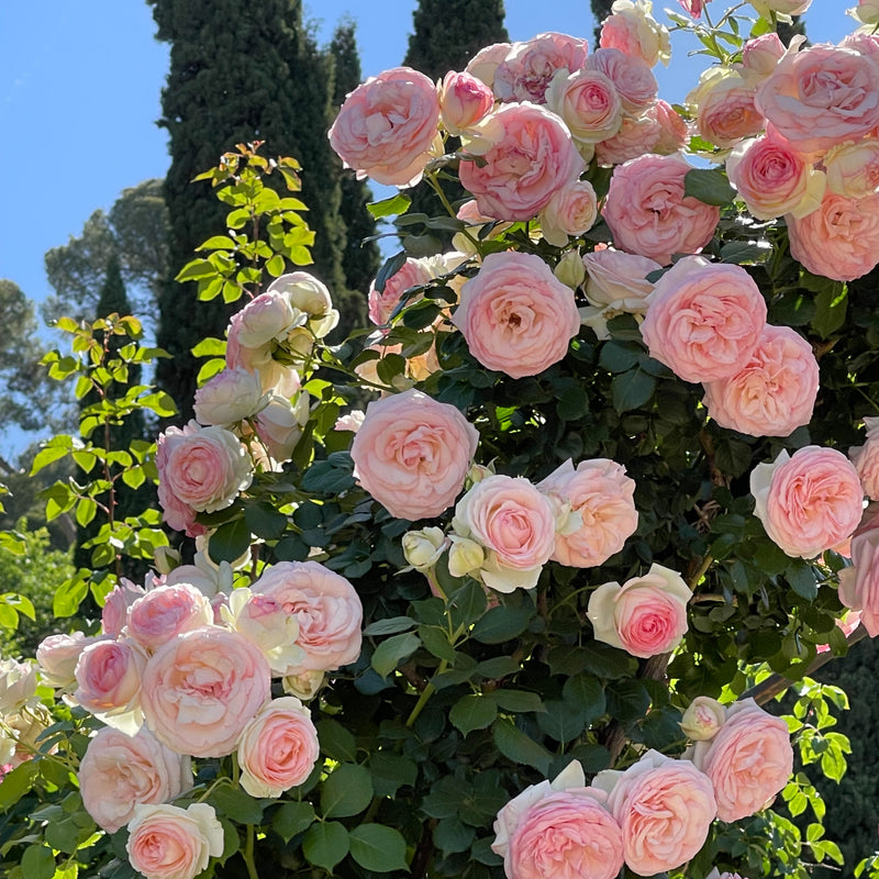 Eden Climber&reg; (Pierre de Ronsard) &ndash; Grace Rose Farm (Rose Bushes)