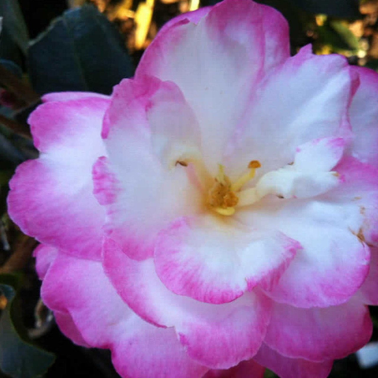 Leslie Ann Camellia | PlantAddicts.com