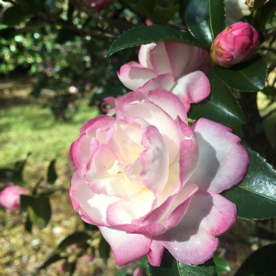 Leslie Ann Camellia Seeds