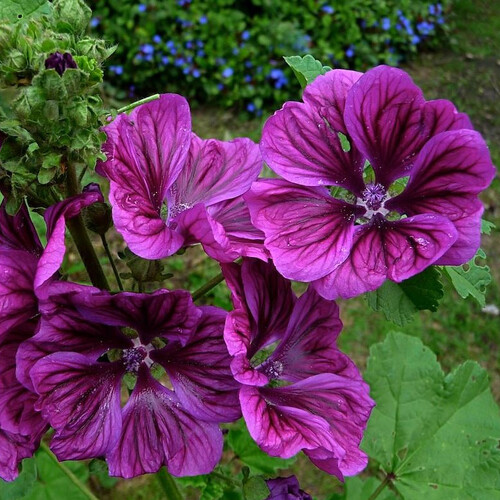 Malva Sylvestris Ssp Mauritanica Seeds (20 seeds) (Mauritanian Mallow, Musk  Mallow) - Plant World Seeds